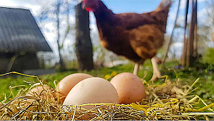 KÜMES HAYVANCILIĞI ÜRETİMİ ŞUBAT VERİLERİ AÇIKLANDI