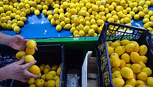 TİCARET BAKANLIĞI LİMON İHRACATINI DURDURDU