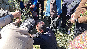 ÜRETİCİLERE UYGULAMALI ZEYTİN BUDAMA VE AŞILAMA EĞİTİMİ VERİLDİ