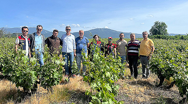 BAĞLARDA DON ZARARI İNCELEMESİ