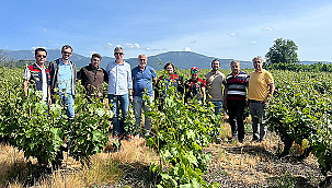 BAĞLARDA DON ZARARI İNCELEMESİ