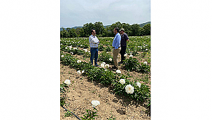 ÇANAKKALE'DE ŞAKAYIK ÇİÇEĞİ YETİŞTİRİCİLİĞİNE İLGİ ARTIYOR