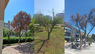 RİSK TEŞKİL EDEN AĞAÇLAR KALDIRILACAK