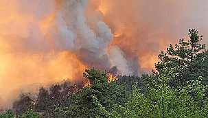 SAKARYA'DAN BİLECİK'E SIÇRAYAN YANGINDA 17 YERLEŞİM YERİ BOŞALTILDI