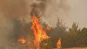 TÜRKİYE'NİN DÖRT BİR YANI ALEVLERE TESLİM OLDU
