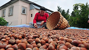 2025-2026 SEZONU FINDIK ALIM FİYATLARI AÇIKLANDI