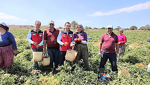 BAYRAMİÇ'TE DOMATES HASADINA ZİYARET