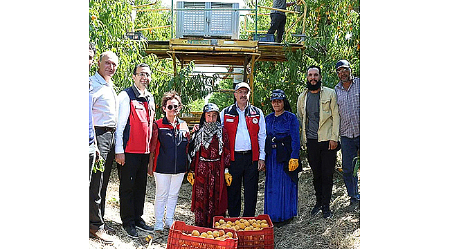 ÇANAKKALE'DE ŞEFTALİ VE NEKTARİN HASADI BAŞLADI