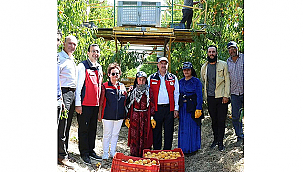  ÇANAKKALE'DE ŞEFTALİ VE NEKTARİN HASADI BAŞLADI