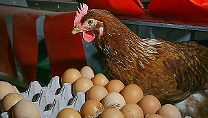  TAVUK ETİ ÜRETİMİ ARTTI, YUMURTA ÜRETİMİ GERİLEDİ