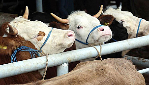 2025 HAZİRAN AYI BÜYÜKBAŞ VE KÜÇÜKBAŞ HAYVAN SAYILARI AÇIKLANDI