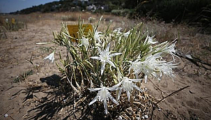 ÇOMÜ BÖLGENİN NADİDE BİTKİSİNE KORUMA KALKANI OLUYOR