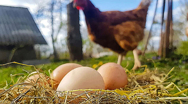 TAVUK ETİ ÜRETİMİ ARTTI, YUMURTA ÜRETİMİ GERİLEDİ