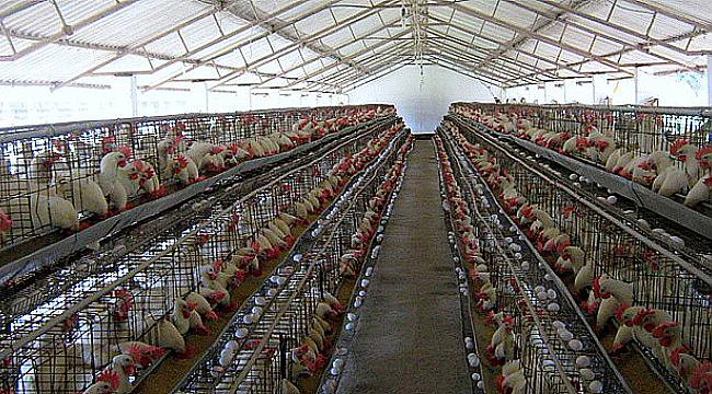 ARALIK'TA KÜMES HAYVANCILIĞI ÜRETİMİNDE ARTIŞ