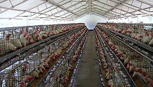 ARALIK'TA KÜMES HAYVANCILIĞI ÜRETİMİNDE ARTIŞ