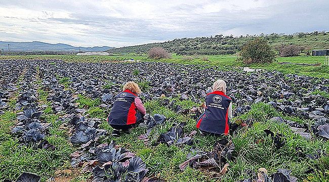 KIŞLIK SEBZELERDE HASTALIK VE ZARARLI TARAMASI YAPILDI