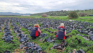 KIŞLIK SEBZELERDE HASTALIK VE ZARARLI TARAMASI YAPILDI